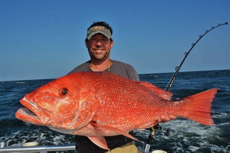 Red Snapper .